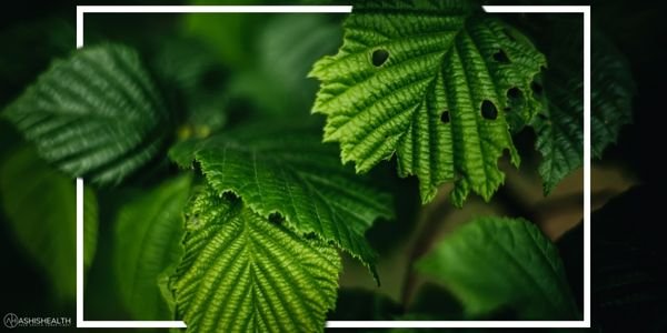 Leafy Greens