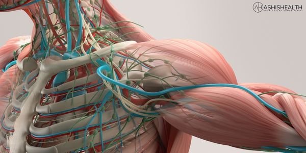 Supports Bones, Nerves, and Muscles