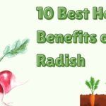 10 Best Health Benefits of Radish 10 Best Health Benefits of Radish